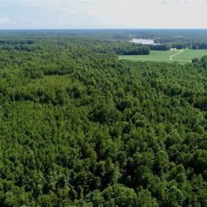 Photo of SOLD!!  33.41 Acres of Hunting and Timber Land For Sale in Beaufort County NC!