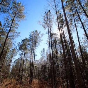 Photo of SOLD!!  33.41 Acres of Hunting and Timber Land For Sale in Beaufort County NC!