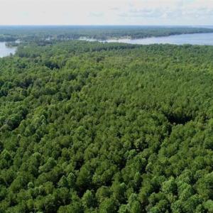 Photo of SOLD!!  33.41 Acres of Hunting and Timber Land For Sale in Beaufort County NC!