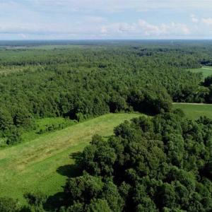 Photo of SOLD!!  33.41 Acres of Hunting and Timber Land For Sale in Beaufort County NC!