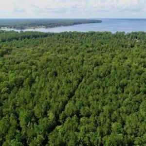 Photo of SOLD!!  33.41 Acres of Hunting and Timber Land For Sale in Beaufort County NC!