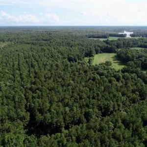 Photo of SOLD!!  33.41 Acres of Hunting and Timber Land For Sale in Beaufort County NC!