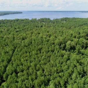 Photo of SOLD!!  33.41 Acres of Hunting and Timber Land For Sale in Beaufort County NC!