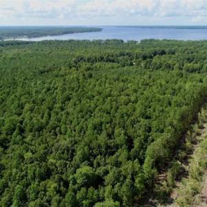 Photo of SOLD!!  33.41 Acres of Hunting and Timber Land For Sale in Beaufort County NC!