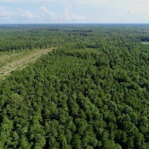 Photo of SOLD!!  33.41 Acres of Hunting and Timber Land For Sale in Beaufort County NC!