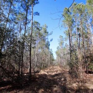 Photo of SOLD!!  33.41 Acres of Hunting and Timber Land For Sale in Beaufort County NC!