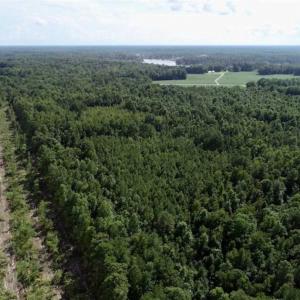 Photo of SOLD!!  33.41 Acres of Hunting and Timber Land For Sale in Beaufort County NC!