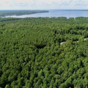 Photo of SOLD!!  33.41 Acres of Hunting and Timber Land For Sale in Beaufort County NC!