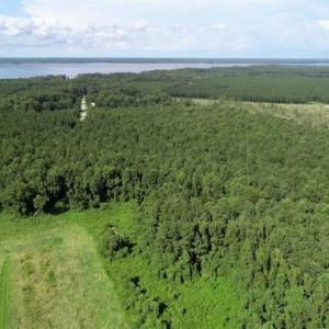 Photo of SOLD!!  33.41 Acres of Hunting and Timber Land For Sale in Beaufort County NC!