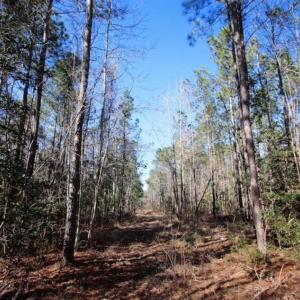 Photo of SOLD!!  33.41 Acres of Hunting and Timber Land For Sale in Beaufort County NC!