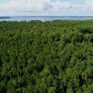 Photo of SOLD!!  33.41 Acres of Hunting and Timber Land For Sale in Beaufort County NC!