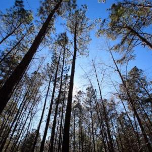 Photo of SOLD!!  33.41 Acres of Hunting and Timber Land For Sale in Beaufort County NC!