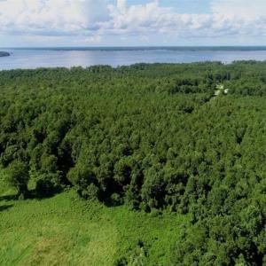 Photo of SOLD!!  33.41 Acres of Hunting and Timber Land For Sale in Beaufort County NC!