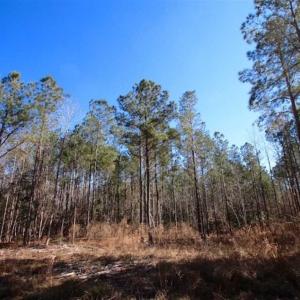 Photo of SOLD!!  33.41 Acres of Hunting and Timber Land For Sale in Beaufort County NC!