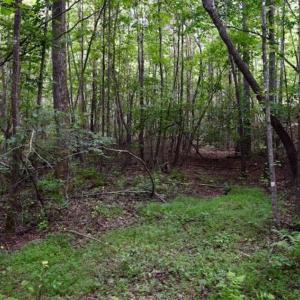 Photo of SOLD!!  52.96 Acres of Hunting Land For Sale in Franklin County VA!