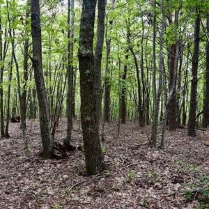 Photo of SOLD!!  52.96 Acres of Hunting Land For Sale in Franklin County VA!