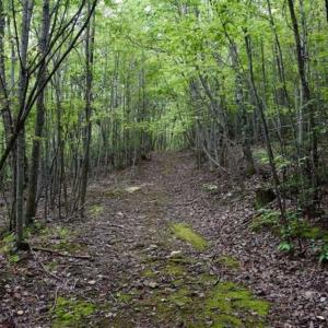 Photo of SOLD!!  52.96 Acres of Hunting Land For Sale in Franklin County VA!