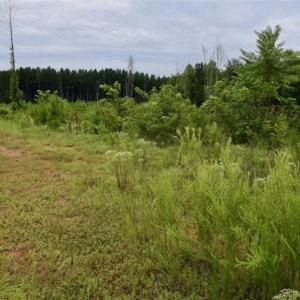 Photo of SOLD!!  52.96 Acres of Hunting Land For Sale in Franklin County VA!