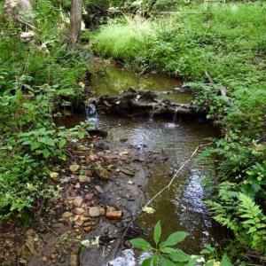 Photo of SOLD!!  52.96 Acres of Hunting Land For Sale in Franklin County VA!