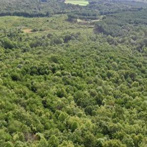 Photo of SOLD!!  52.96 Acres of Hunting Land For Sale in Franklin County VA!