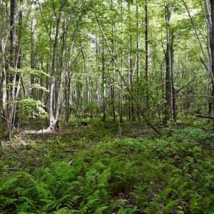 Photo of SOLD!!  52.96 Acres of Hunting Land For Sale in Franklin County VA!