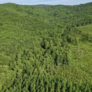 Photo of SOLD!!  52.96 Acres of Hunting Land For Sale in Franklin County VA!