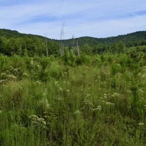 Photo of SOLD!!  52.96 Acres of Hunting Land For Sale in Franklin County VA!