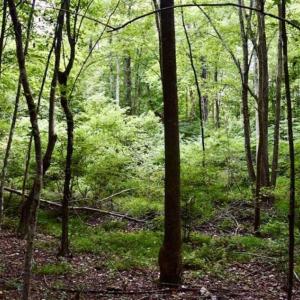 Photo of SOLD!!  52.96 Acres of Hunting Land For Sale in Franklin County VA!