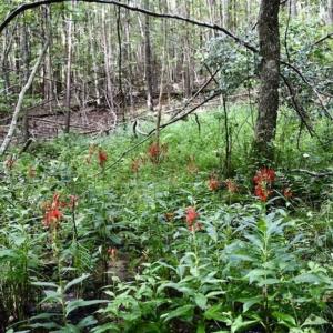 Photo of SOLD!!  52.96 Acres of Hunting Land For Sale in Franklin County VA!