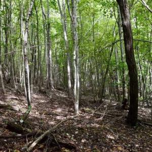 Photo of SOLD!!  52.96 Acres of Hunting Land For Sale in Franklin County VA!