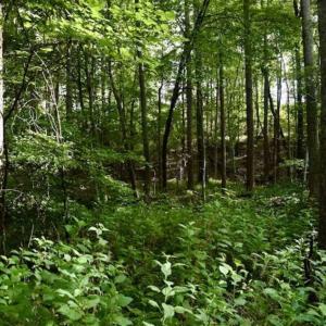 Photo of SOLD!!  52.96 Acres of Hunting Land For Sale in Franklin County VA!
