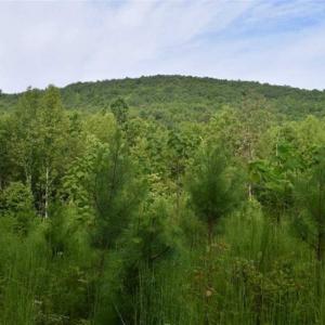 Photo of SOLD!!  52.96 Acres of Hunting Land For Sale in Franklin County VA!