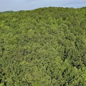 Photo of SOLD!!  52.96 Acres of Hunting Land For Sale in Franklin County VA!