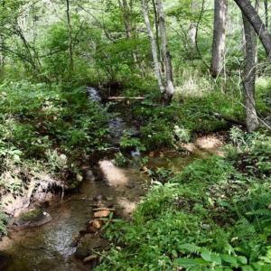 Photo of SOLD!!  52.96 Acres of Hunting Land For Sale in Franklin County VA!