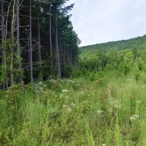 Photo of SOLD!!  52.96 Acres of Hunting Land For Sale in Franklin County VA!