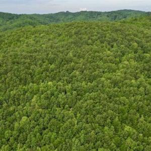 Photo of SOLD!!  52.96 Acres of Hunting Land For Sale in Franklin County VA!
