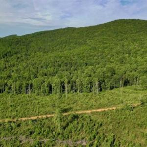 Photo of SOLD!!  52.96 Acres of Hunting Land For Sale in Franklin County VA!