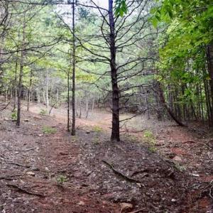 Photo of SOLD!!  52.96 Acres of Hunting Land For Sale in Franklin County VA!