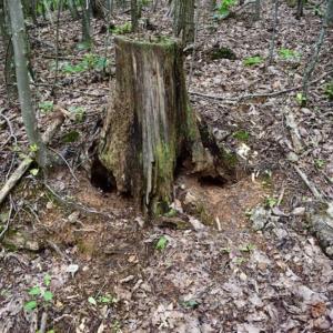 Photo of SOLD!!  52.96 Acres of Hunting Land For Sale in Franklin County VA!