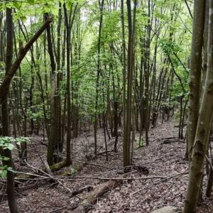 Photo of SOLD!!  52.96 Acres of Hunting Land For Sale in Franklin County VA!