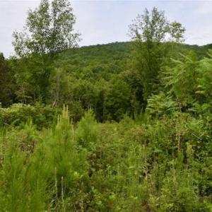 Photo of SOLD!!  52.96 Acres of Hunting Land For Sale in Franklin County VA!