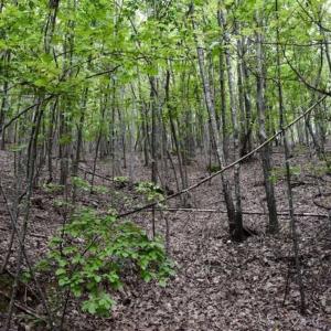 Photo of SOLD!!  52.96 Acres of Hunting Land For Sale in Franklin County VA!