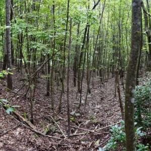 Photo of SOLD!!  52.96 Acres of Hunting Land For Sale in Franklin County VA!