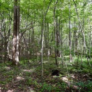 Photo of SOLD!!  52.96 Acres of Hunting Land For Sale in Franklin County VA!