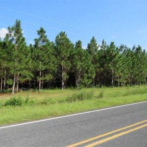 Photo of SOLD!!  26 Acres of Timber Land For Sale in Robeson County NC!