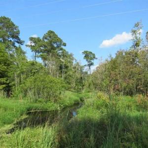 Photo of SOLD!!  26 Acres of Timber Land For Sale in Robeson County NC!