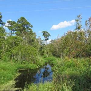 Photo of SOLD!!  26 Acres of Timber Land For Sale in Robeson County NC!