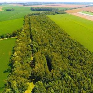 Photo of SOLD!!  44.11 Acres of Hunting Recreational and Timber Land in Beaufort County NC!