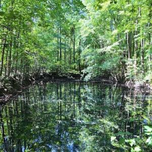 Photo of SOLD!!  44.11 Acres of Hunting Recreational and Timber Land in Beaufort County NC!