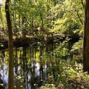 Photo of SOLD!!  44.11 Acres of Hunting Recreational and Timber Land in Beaufort County NC!